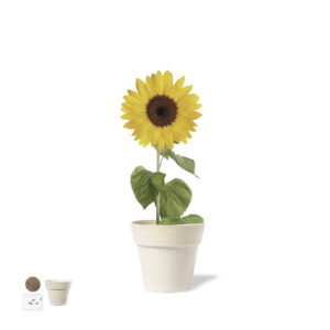 Vaso